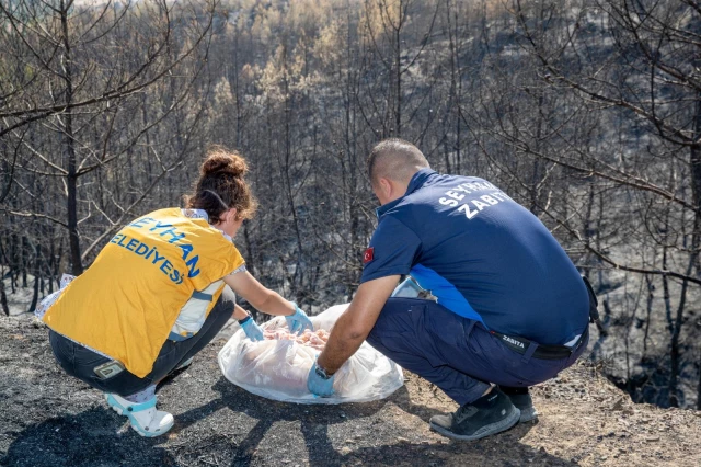 Adana'daki orman yangınlarında yaralanan hayvanlar tedavi ediliyor