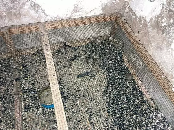 Beslenmesi yasak olan saka kuşlarını satan Suriyeli'ye 120 bin TL ceza kesildi