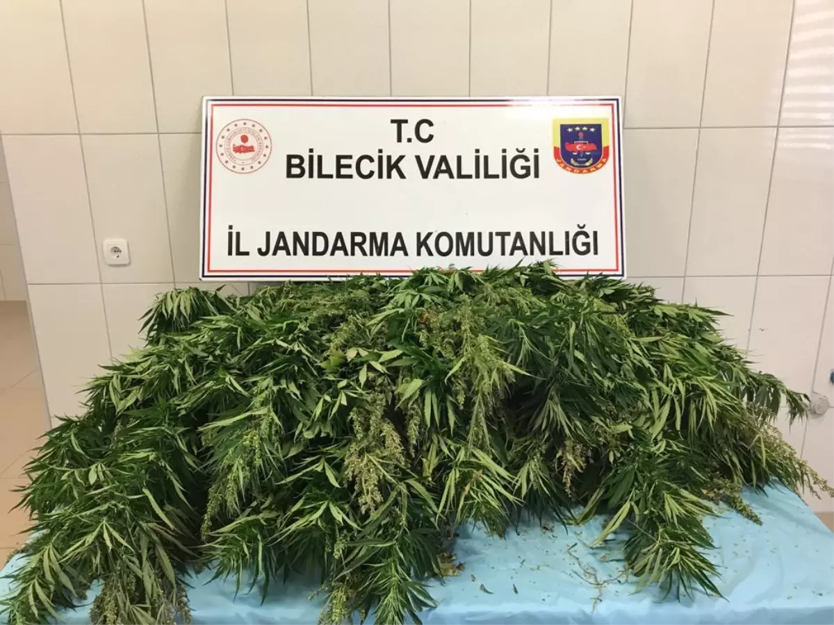 Bilecik'te 336 kök kenevir ele geçirildi