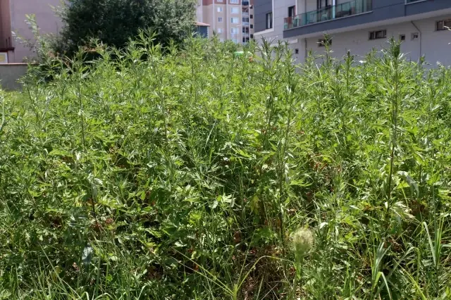 Son dakika... Boş araziye ekilen binlerce kök hint keneviri polisin dikkatinden kaçmadı