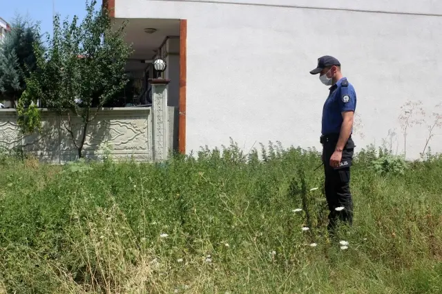 Son dakika... Boş araziye ekilen binlerce kök hint keneviri polisin dikkatinden kaçmadı