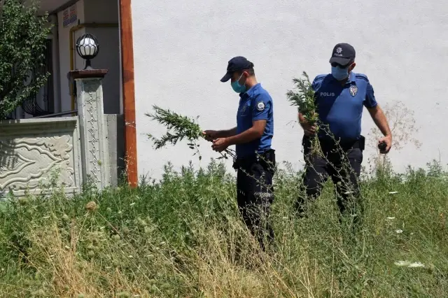 Son dakika... Boş araziye ekilen binlerce kök hint keneviri polisin dikkatinden kaçmadı