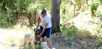 Duyarlı vatandaş sayesinde sokak köpeği ölmekten kurtuldu