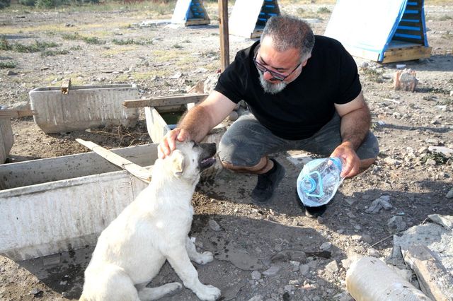 emekli olduktan sonra sokak hayvanlari icin 3 14306552 o