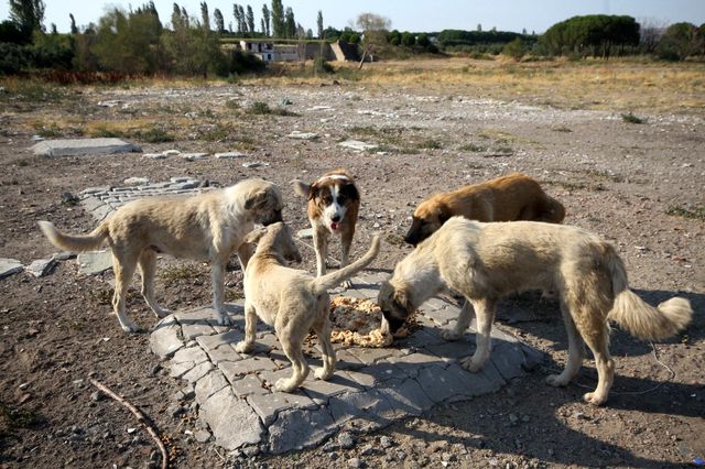 emekli olduktan sonra sokak hayvanlari icin 4 14306552 o