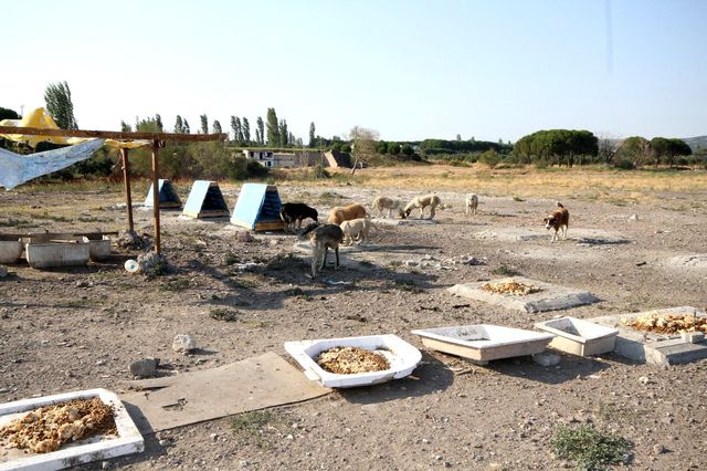 emekli olduktan sonra sokak hayvanlari icin 5 14306552 o