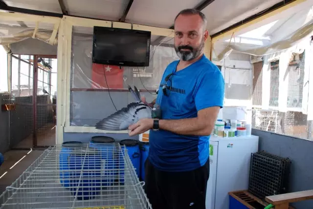 Şampiyon güvercin Bold Pilot