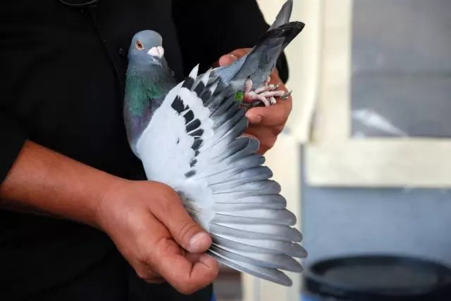 Şampiyon güvercin Bold Pilot