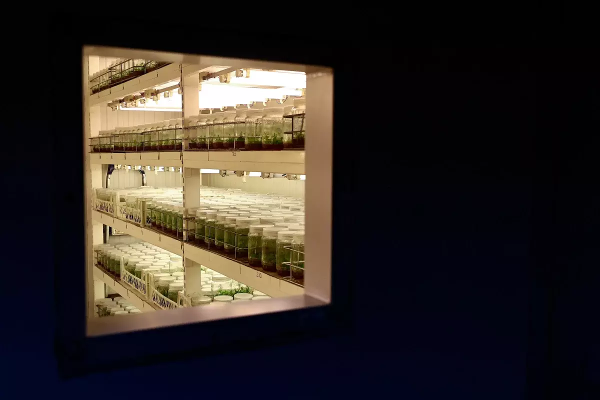 Şeftalide verim ve kalite 'yerli anaç' ile artacak