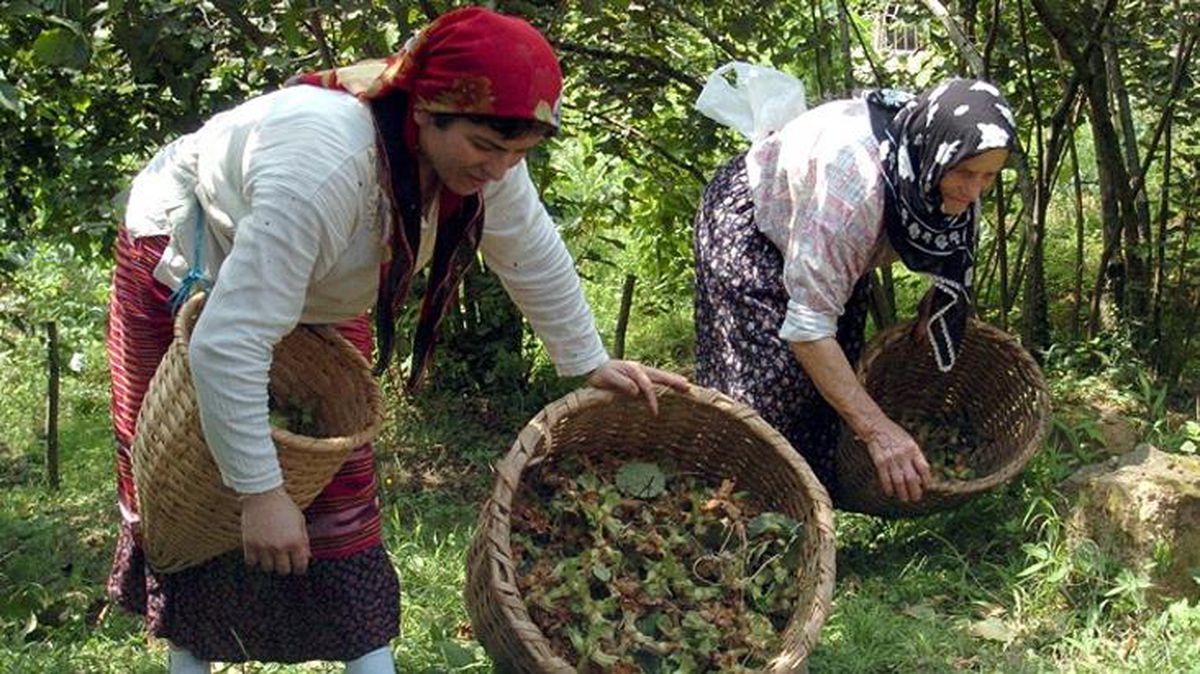 Üreticiler, dört gözle Cumhurbaşkanı Erdoğan'ın fındık taban fiyatını açıklamasını bekliyor