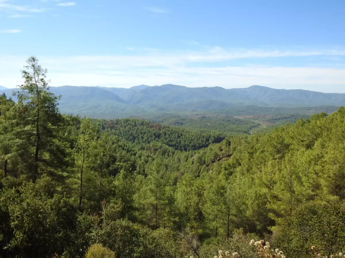 Yaban hayatı uzmanı biyolog Yasin İlemin: 'Kızılçam, Anadolu'nun has yerli türüdür'