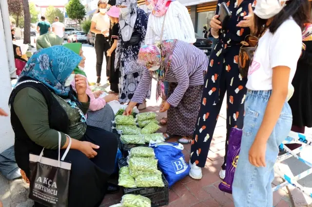 'Yeşil altın' olarak bilinen bamya, kilosu 30 liradan tezgahlara indi 'Yeşil altın' olarak bilinen bamya, kilosu 30 liradan tezgahlara indi