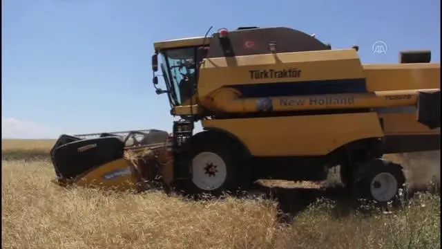 7 yıl önce metruk evde bulunan bir avuç ata tohumu buğdaydan 500 dönümde hasat yapıldı