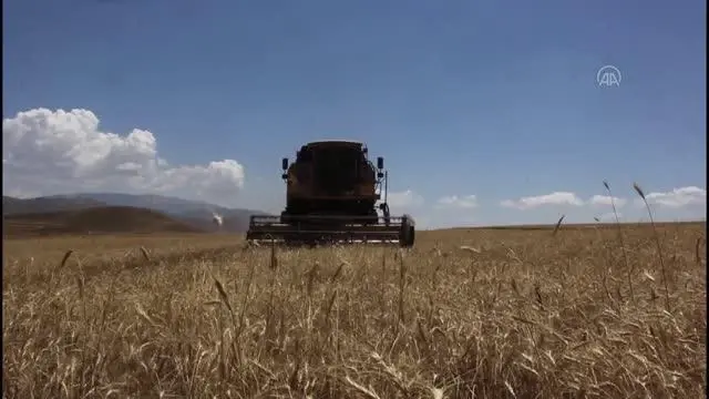 7 yıl önce metruk evde bulunan bir avuç ata tohumu buğdaydan 500 dönümde hasat yapıldı