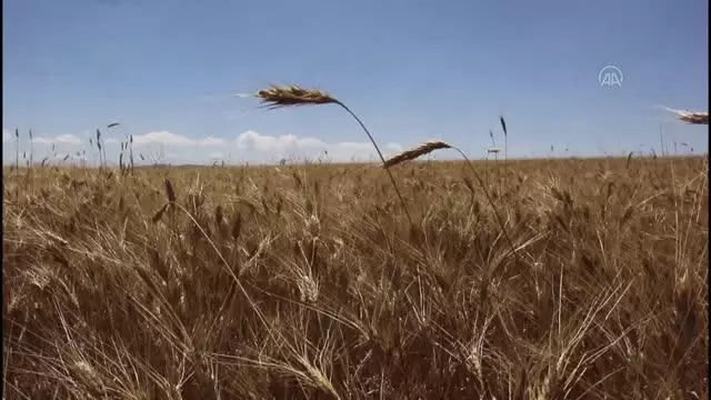 7 yıl önce metruk evde bulunan bir avuç ata tohumu buğdaydan 500 dönümde hasat yapıldı