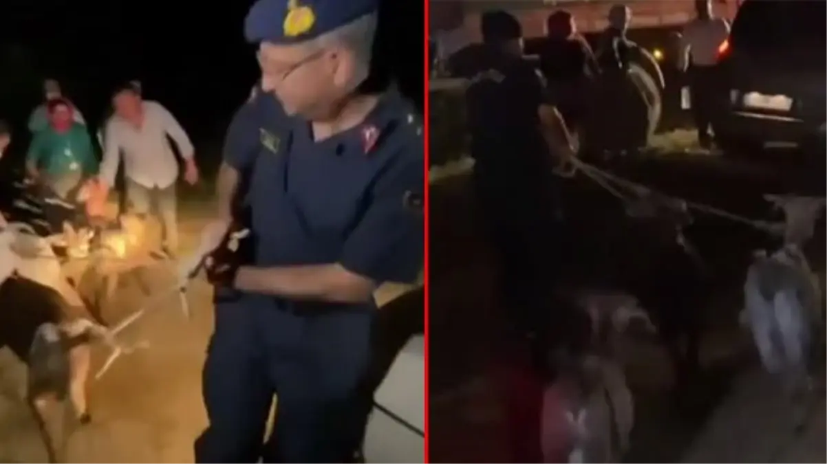 Aydın'daki yangının söndürülmesine destek için bölgeye giden komutan keçileri yanmaktan son anda kurtardı