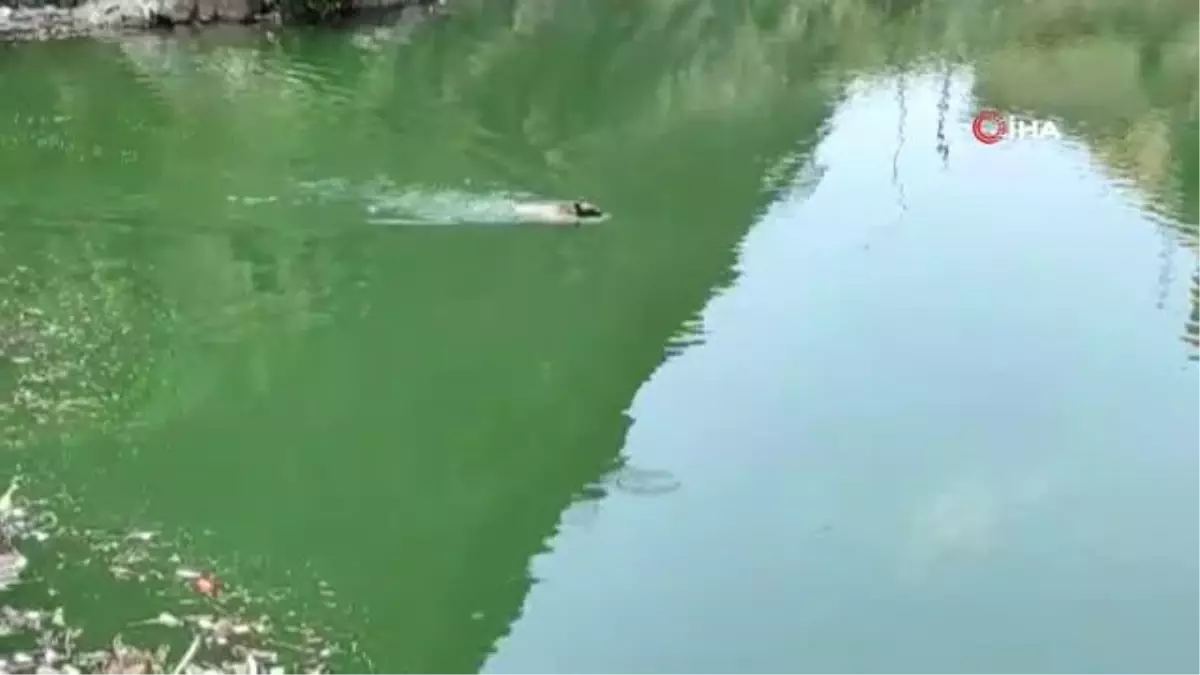 Ayının yüzme keyfi gülümsetti