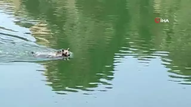 Ayının yüzme keyfi gülümsetti