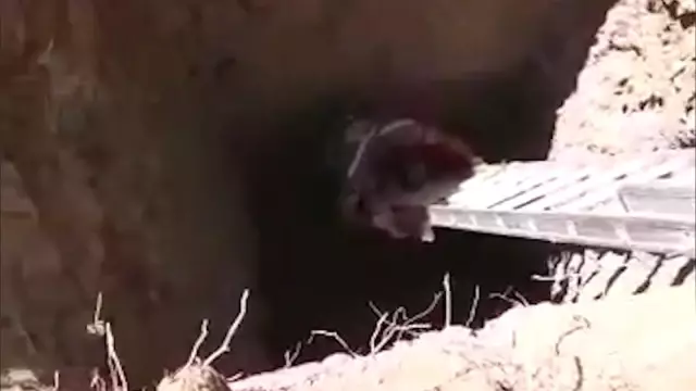 Son dakika haber! Definecilerin açtığı 14 metrelik çukura düşen tavşanı itfaiye kurtardı