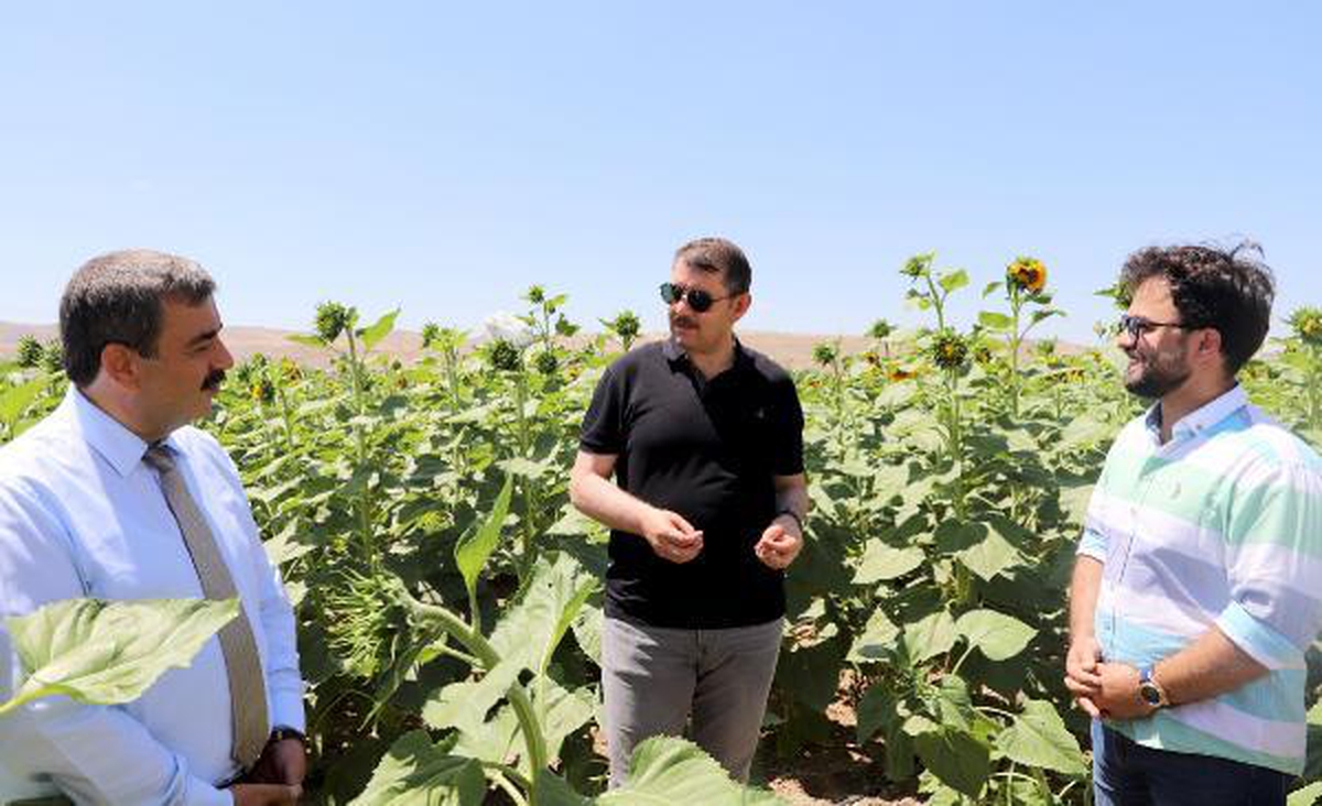 İtalya'da yaşayan Sivaslı tenordan ayçiçeği tarlasında arya - Vimarsana News