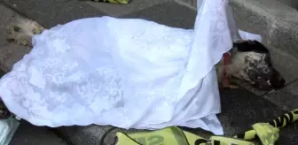 Kağıthane: Son dakika haberi | Mahalle bekçisinin yangında telef olan köpeğe müdahalesi kamerada Kağıthane: Son dakika haberi | Mahalle bekçisinin yangında telef olan köpeğe müdahalesi kamerada