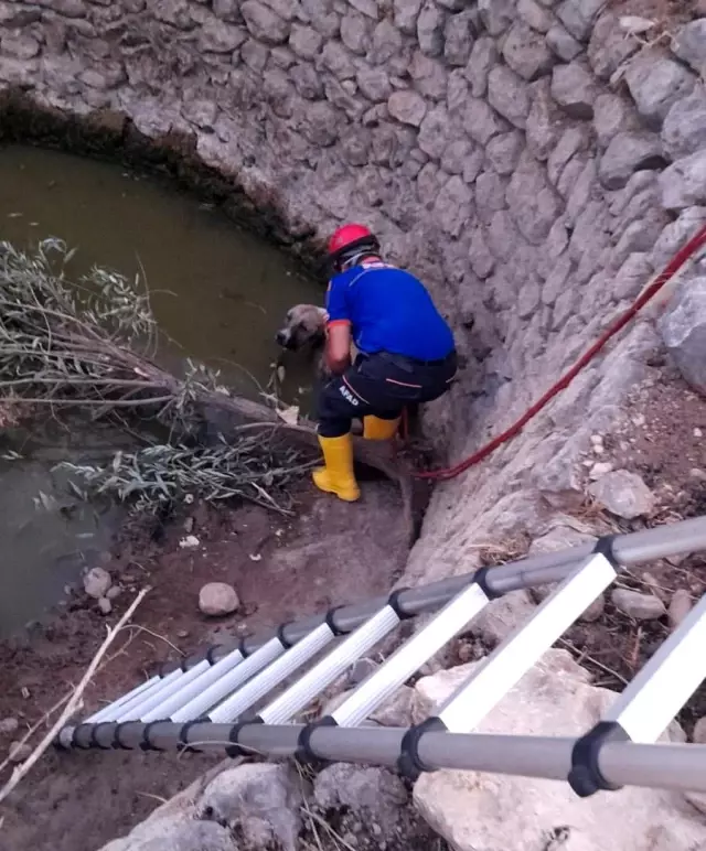 Kuyuya düşen köpeği AFAD takımları kurtardı