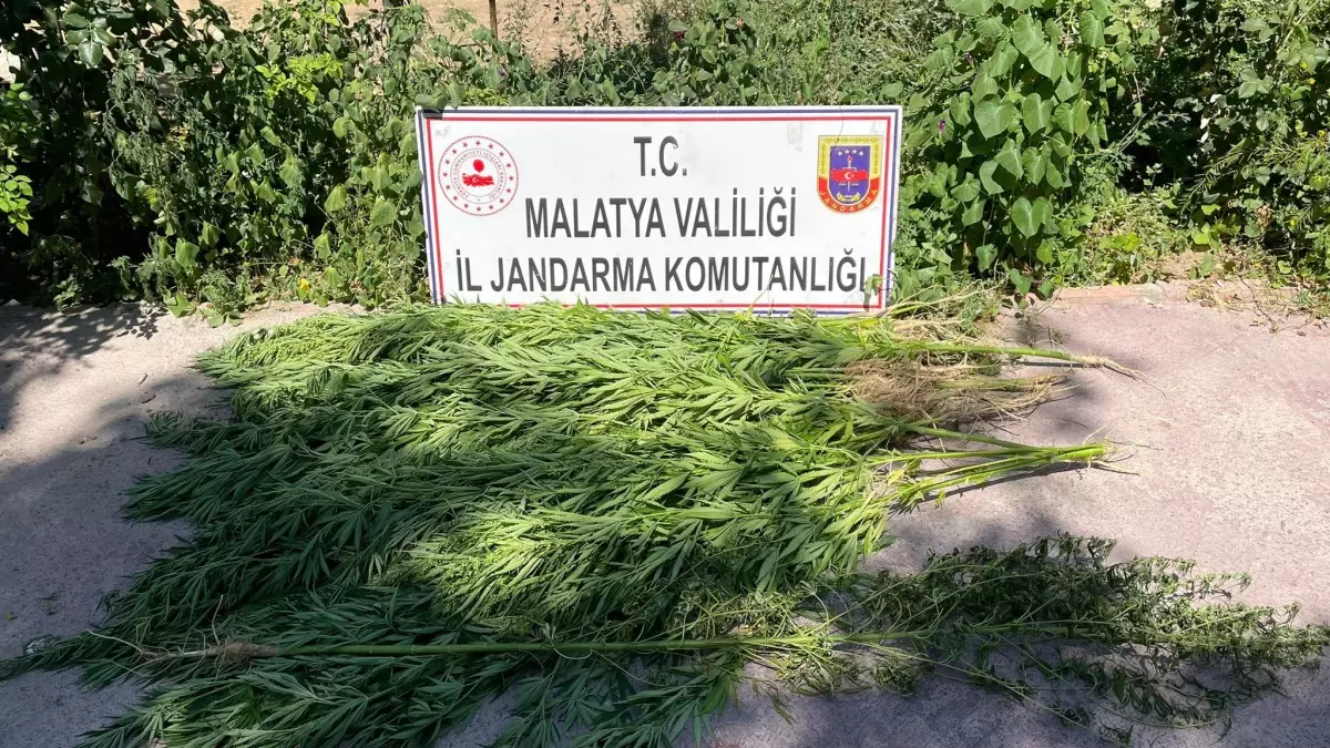 Uyuşturucu operasyonu: 1 gözaltı