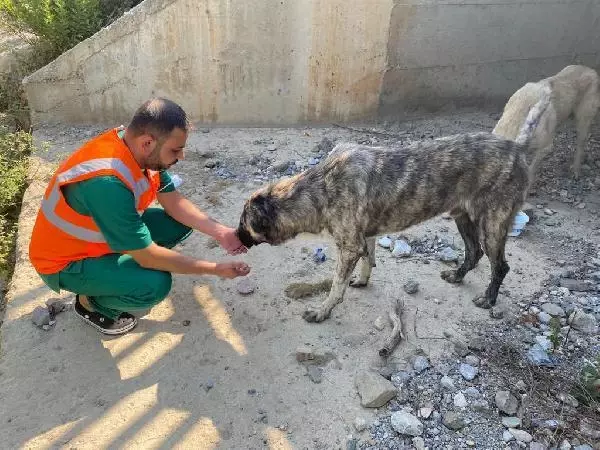 MANAVGAT'TAKİ BÜYÜK YANGIN; ÇADIRLAR KURULUYOR
