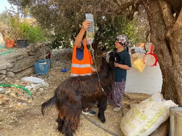 MANAVGAT'TAKİ BÜYÜK YANGIN; ÇADIRLAR KURULUYOR