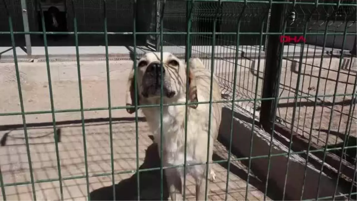 MANAVGAT'TAKİ BÜYÜK YANGIN; ÇADIRLAR KURULUYOR