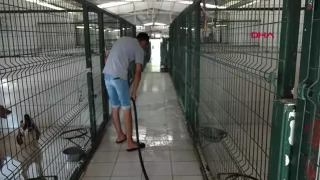MANAVGAT'TAKİ BÜYÜK YANGIN; ÇADIRLAR KURULUYOR
