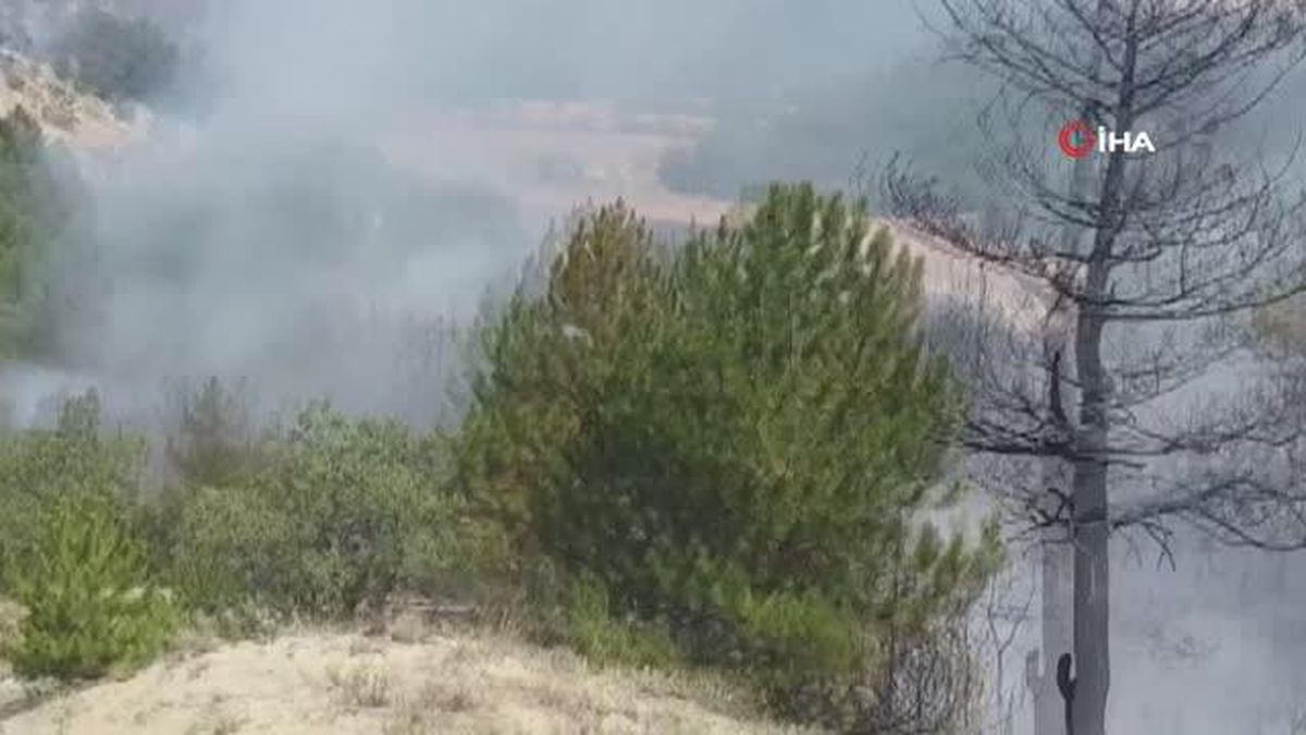 Son dakika haber! Başkentte ormanlık alanda yangın