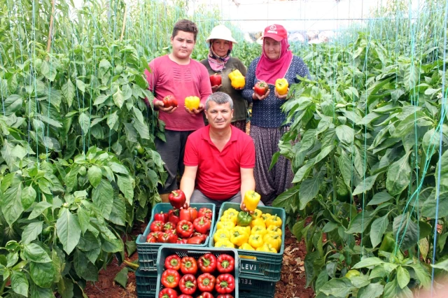 Mersin'de deneme amacıyla ekilen paprika biberinin kilosu 13 liradan satılıyor