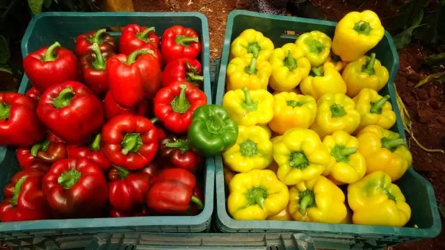 Mersin'de deneme amacıyla ekilen paprika biberinin kilosu 13 liradan satılıyor