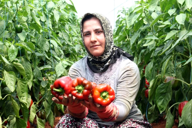 Mersin'de deneme amacıyla ekilen paprika biberinin kilosu 13 liradan satılıyor