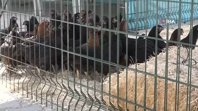 Şahinbey�de 60 bin canlı tavuk dağıtıldı Haberler