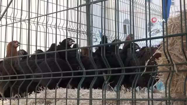 Şahinbey'de 60 bin canlı tavuk dağıtıldı