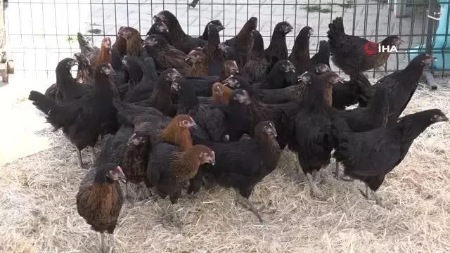 Şahinbey'de 60 bin canlı tavuk dağıtıldı