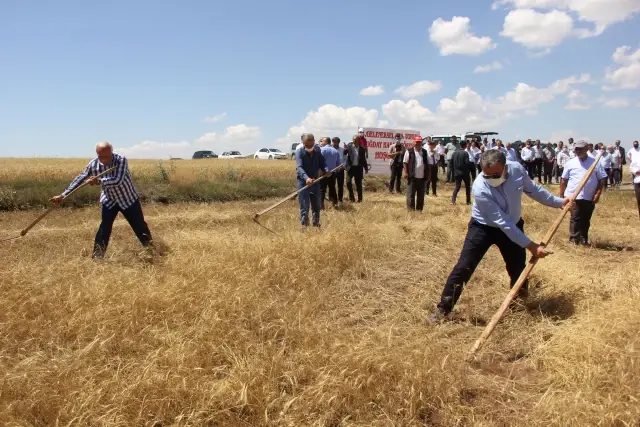 7 yıl önce metruk evde bulunan bir avuç ata tohumu buğdaydan 500 dönümde hasat yapıldı