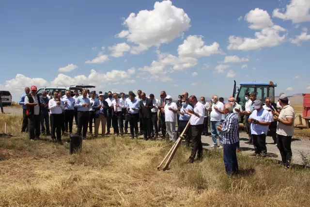7 yıl önce metruk evde bulunan bir avuç ata tohumu buğdaydan 500 dönümde hasat yapıldı