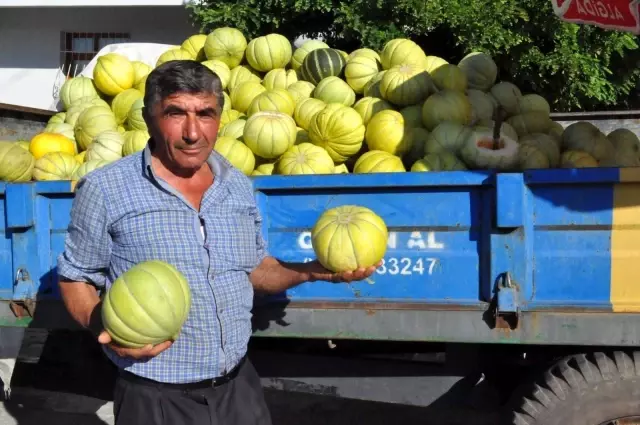 Sungurlu'nun 10 dilim kavunu tezgahlarda yerini aldı