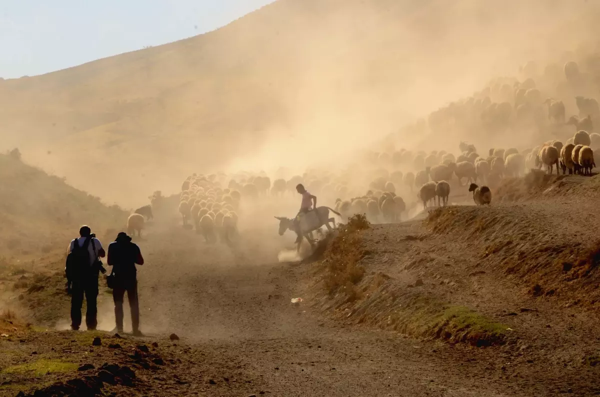 Sürülerin Nemrut Dağı'ndaki tozlu yolculuğu fotoğraf sanatçılarından ilgi görüyor