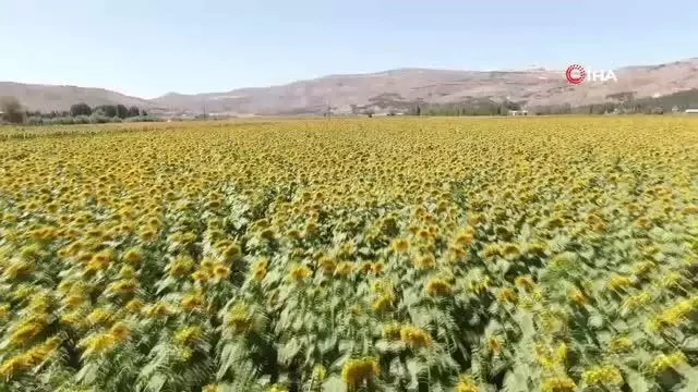 Ünlü tenordan ayçiçeği tarlasında arya