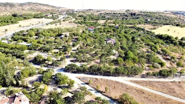 26 yıl önce hobi olarak diktiği fıstık ağaçları gelir kaynağı oldu 26 yıl önce hobi olarak diktiği fıstık ağaçları gelir kaynağı oldu