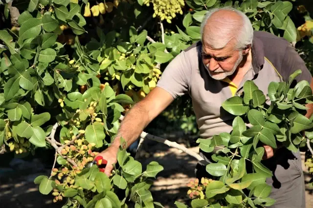 26 yıl önce hobi olarak diktiği fıstık ağaçları gelir kaynağı oldu