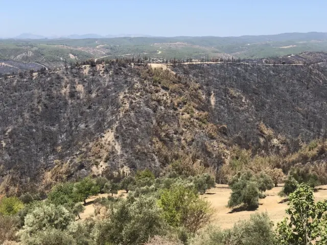 Adana'da 4 bin 150 hektar orman alanı ziyan gördü