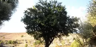 Dersim: 'Babamın kokusu var' dediği asırlık su değirmeninde doğal yöntemlerle un üretiyor Dersim: 'Babamın kokusu var' dediği asırlık su değirmeninde doğal yöntemlerle un üretiyor