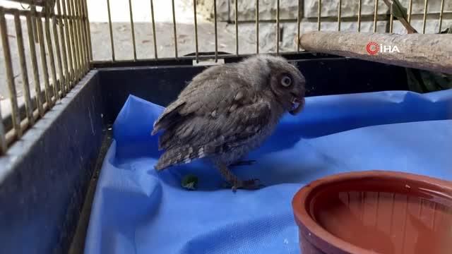 elle besliyorlardi avlanir hale geldi 2 14310560 o