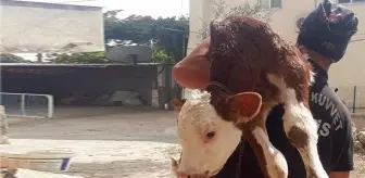 Kahraman polisimiz, minik buzağıyı sırtına alıp alevlerden kurtardı