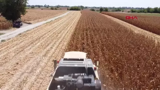 KOZAN'DA MISIR HASADI BAŞLADI